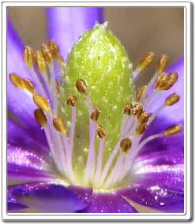 Austin Flora Photos